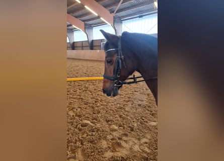 Poney de selle allemand, Jument, 17 Ans, 133 cm, Bai brun