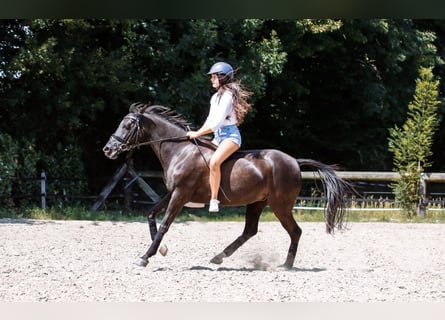 Poney de selle allemand, Jument, 17 Ans, 142 cm, Bai brun foncé