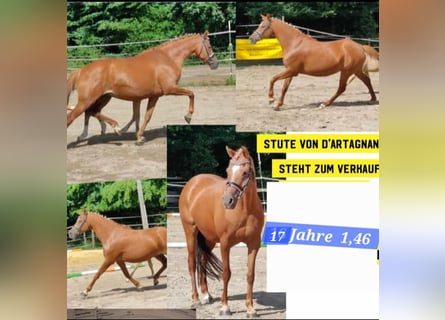 Poney de selle allemand, Jument, 17 Ans, 146 cm, Alezan