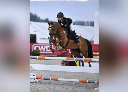 Poney de selle allemand, Jument, 17 Ans, 148 cm, Alezan