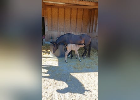 Poney de selle allemand, Jument, 19 Ans, 140 cm, Bai