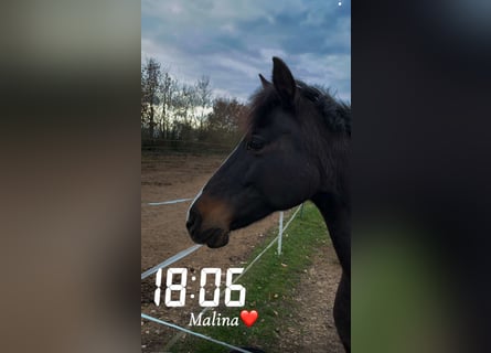 Poney de selle allemand, Jument, 19 Ans, 140 cm, Bai