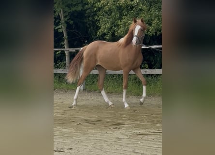 Poney de selle allemand, Jument, 1 Année, 139 cm, Alezan