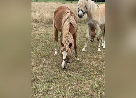 Poney de selle allemand, Jument, 1 Année, 143 cm, Palomino