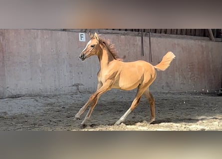 Poney de selle allemand, Jument, 1 Année, 148 cm, Alezan dun