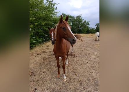 Poney de selle allemand, Jument, 1 Année, 149 cm, Alezan