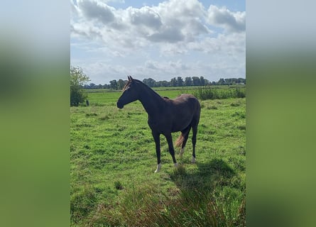 Poney de selle allemand, Jument, 1 Année, Bai brun foncé