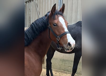 Poney de selle allemand, Jument, 1 Année, Bai