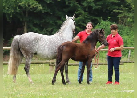Poney de selle allemand, Jument, 1 Année, Gris (bai-dun)