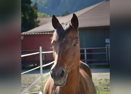Poney de selle allemand, Jument, 21 Ans, 151 cm, Bai