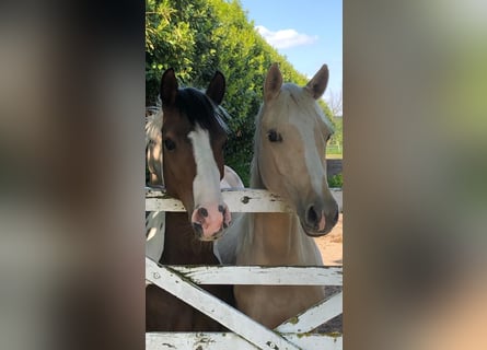 Poney de selle allemand, Jument, 2 Ans, 147 cm, Palomino