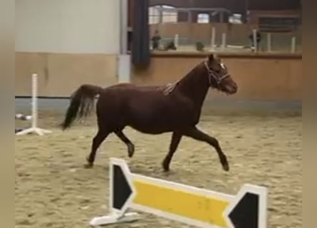 Poney de selle allemand, Jument, 2 Ans, Alezan brûlé