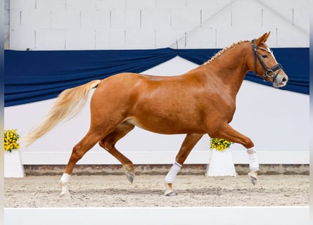 Poney de selle allemand, Jument, 3 Ans, 136 cm, Alezan
