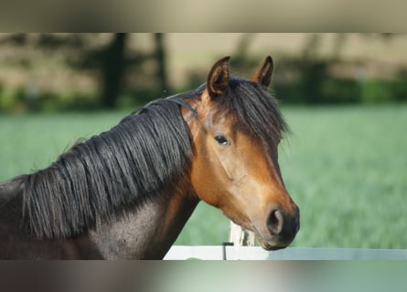 Poney de selle allemand, Jument, 3 Ans, 142 cm, Bai brun