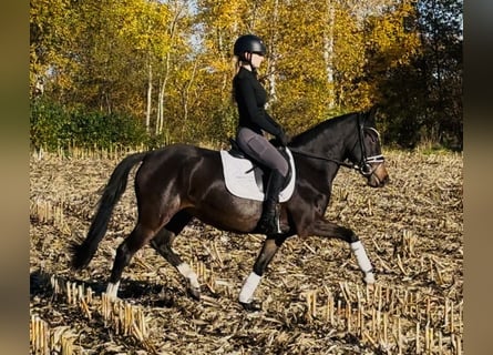 Poney de selle allemand, Jument, 3 Ans, 144 cm, Bai brun