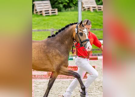 Poney de selle allemand, Jument, 3 Ans, 144 cm, Buckskin