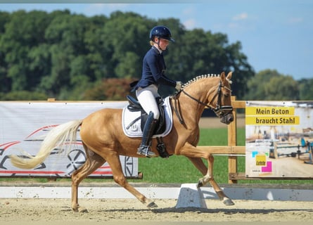 Poney de selle allemand, Jument, 3 Ans, 144 cm, Palomino