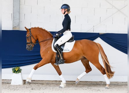 Poney de selle allemand, Jument, 3 Ans, 145 cm, Alezan