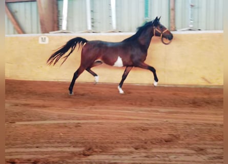 Poney de selle allemand, Jument, 3 Ans, 145 cm, Bai