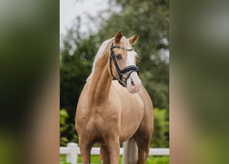 Poney de selle allemand, Jument, 3 Ans, 145 cm, Palomino