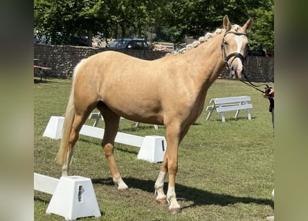 Poney de selle allemand, Jument, 3 Ans, 145 cm, Palomino