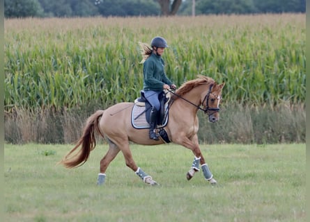 Poney de selle allemand, Jument, 3 Ans, 146 cm, Alezan