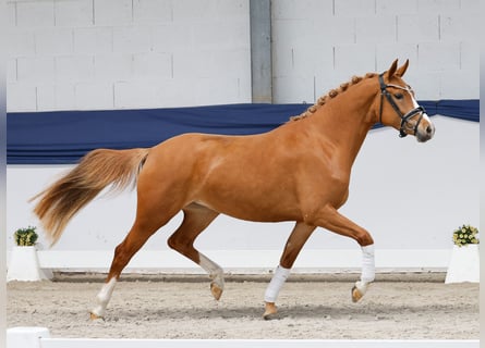 Poney de selle allemand, Jument, 3 Ans, 146 cm, Alezan