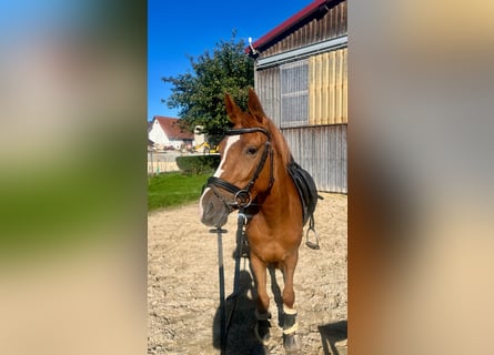 Poney de selle allemand, Jument, 3 Ans, 146 cm, Alezan