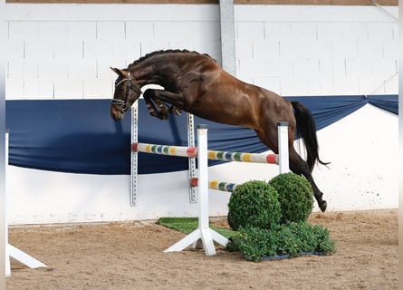 Poney de selle allemand, Jument, 3 Ans, 146 cm, Bai