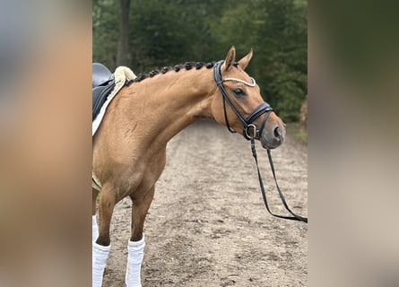 Poney de selle allemand, Jument, 3 Ans, 146 cm, Isabelle