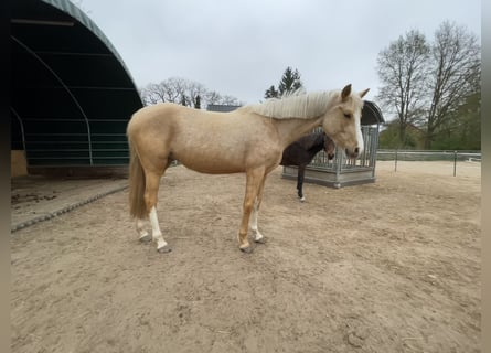 Poney de selle allemand, Jument, 3 Ans, 146 cm, Palomino