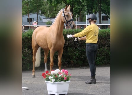 Poney de selle allemand, Jument, 3 Ans, 147 cm, Palomino