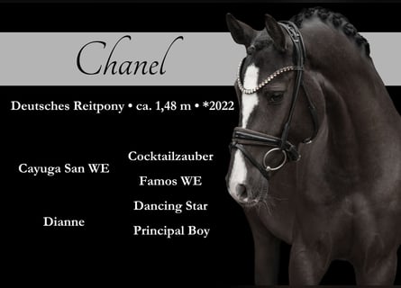 Poney de selle allemand, Jument, 3 Ans, 148 cm, Noir