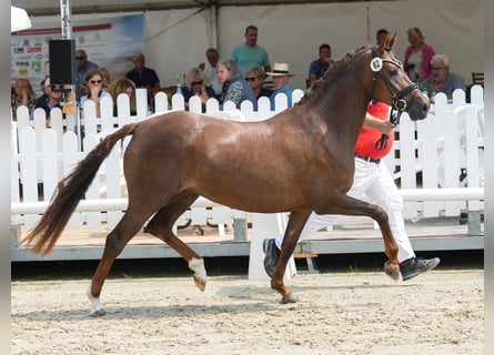 Poney de selle allemand, Jument, 3 Ans, 150 cm, Alezan brûlé