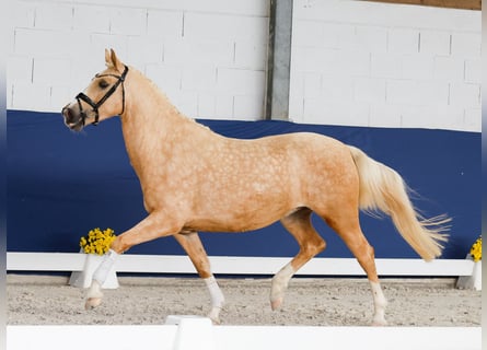 Poney de selle allemand, Jument, 3 Ans, 158 cm, Palomino