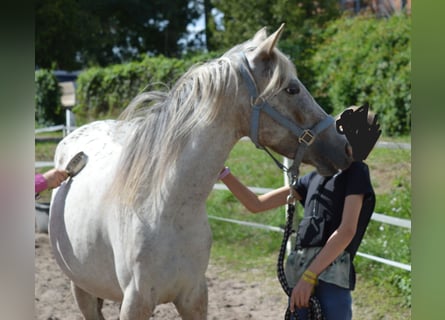 Poney de selle allemand Croisé, Jument, 4 Ans, 135 cm, Léopard