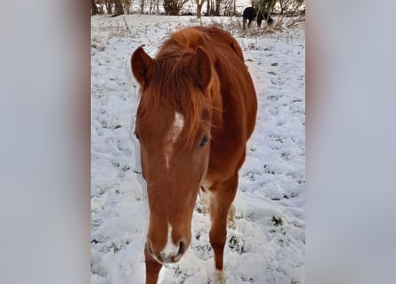 Poney de selle allemand, Jument, 4 Ans, 142 cm