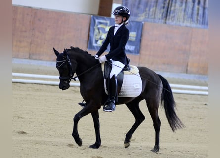Poney de selle allemand, Jument, 4 Ans, 142 cm, Noir