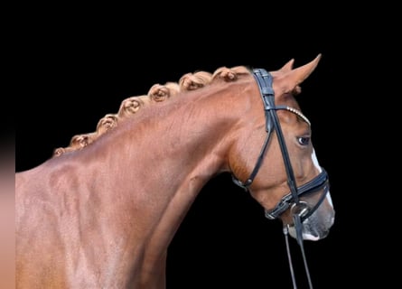 Poney de selle allemand, Jument, 4 Ans, 144 cm, Alezan