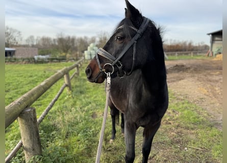 Poney de selle allemand, Jument, 4 Ans, 144 cm, Bai brun