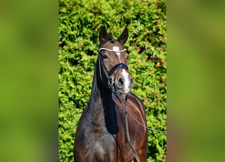 Poney de selle allemand, Jument, 4 Ans, 144 cm, Bai