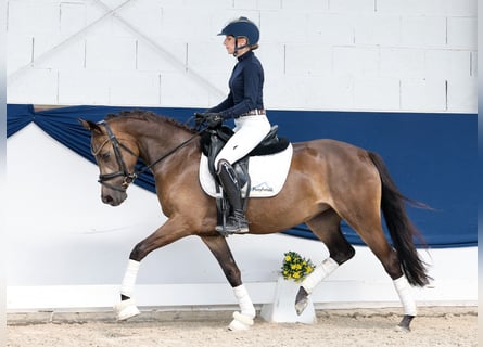 Poney de selle allemand, Jument, 4 Ans, 144 cm, Isabelle