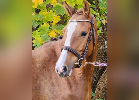 Poney de selle allemand, Jument, 4 Ans, 145 cm, Alezan