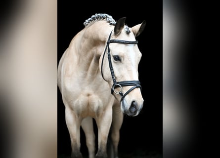 Poney de selle allemand, Jument, 4 Ans, 145 cm, Buckskin