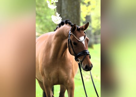 Poney de selle allemand, Jument, 4 Ans, 145 cm, Isabelle