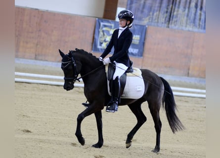 Poney de selle allemand, Jument, 4 Ans, 145 cm, Noir