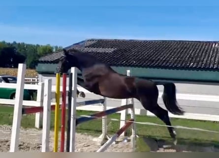 Poney de selle allemand, Jument, 4 Ans, 146 cm, Bai brun foncé