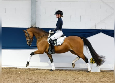 Poney de selle allemand, Jument, 4 Ans, 146 cm, Bai