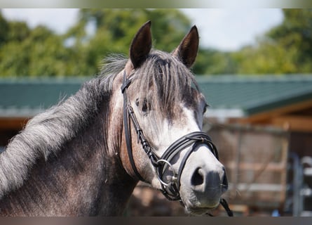 Poney de selle allemand, Jument, 4 Ans, 146 cm, Gris