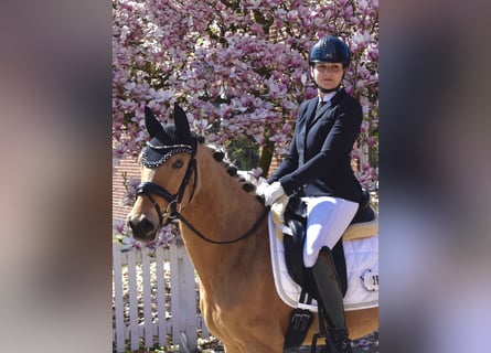 Poney de selle allemand, Jument, 4 Ans, 146 cm, Isabelle